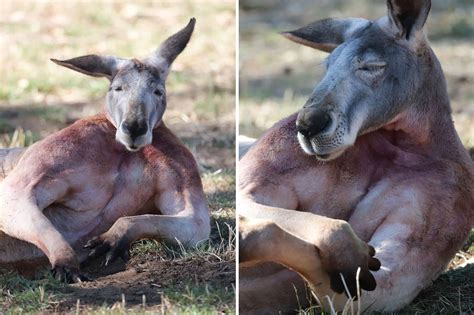 Kangaroo buffed - SEE ALSO: Australian man narrates 2 kangaroos kickboxing like it's NBD. Thomsen told WA Today he spotted ripped 'roo among a herd of the creatures, while out with his sister. Most of the kangaroos ...